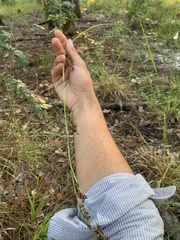 Rhynchospora elliottii