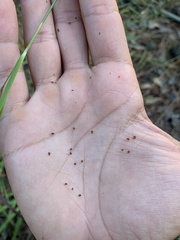 Rhynchospora elliottii