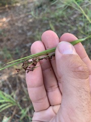 Rhynchospora elliottii