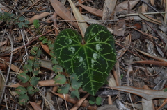 Cyclamen graecum graecum