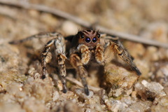 Aelurillus v-insignitus