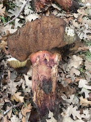 Suillellus amygdalinus