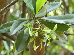 Ancistrocladus heyneanus