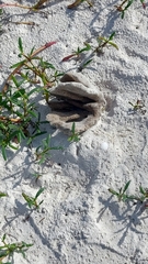 Callyspongia aculeata