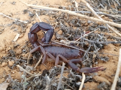 Parabuthus granulatus