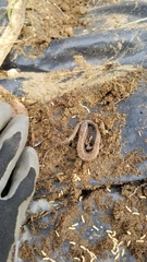 Elgaria coerulea coerulea