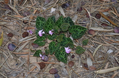 Cyclamen graecum graecum