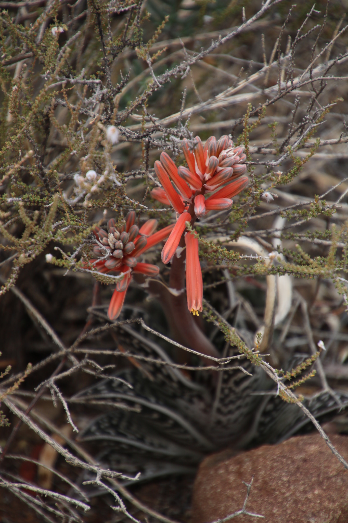 Gonialoe variegata