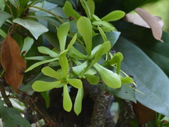 Ancistrocladus heyneanus