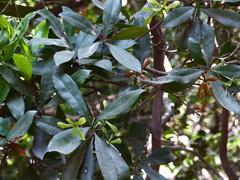 Ancistrocladus heyneanus