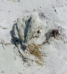 Callyspongia aculeata