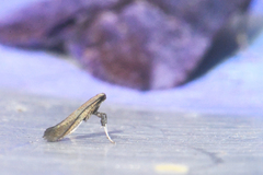 Caloptilia hypericella