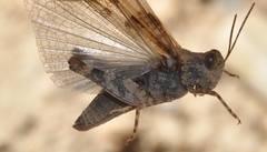 Sphingonotus rubescens