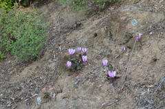 Cyclamen graecum graecum