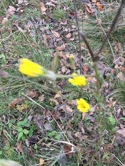 Tragopogon orientalis