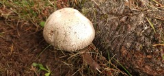 Agaricus buckmacadooi