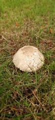 Agaricus buckmacadooi