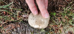 Agaricus buckmacadooi