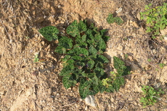 Cyclamen graecum graecum