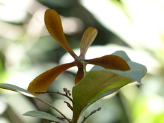 Ancistrocladus heyneanus