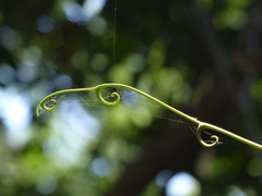 Ancistrocladus heyneanus