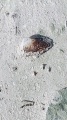 Lamarcka imbricata