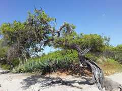 Excoecaria agallocha