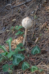 Cyclamen graecum graecum