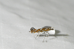 Parectopa pennsylvaniella