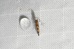 Parectopa pennsylvaniella