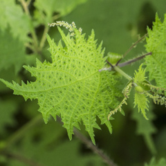 Urtica thunbergiana