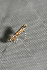 Parectopa pennsylvaniella