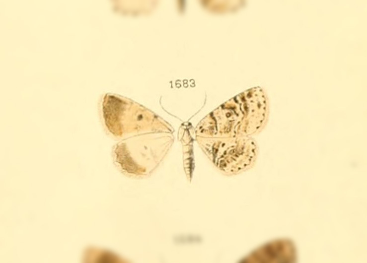 Bryoptera injunctata