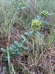Asclepias obovata