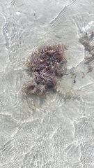 Sargassum fluitans