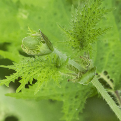 Urtica thunbergiana