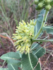 Asclepias obovata