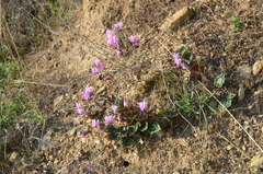 Cyclamen graecum graecum