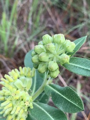 Asclepias obovata