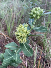 Asclepias obovata