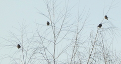 Turdus