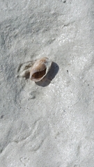 Bulla occidentalis