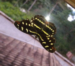 Catonephele acontius