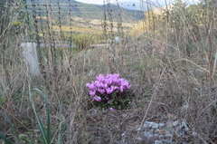 Cyclamen graecum graecum