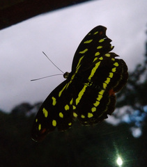 Catonephele acontius