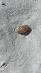 Bulla occidentalis