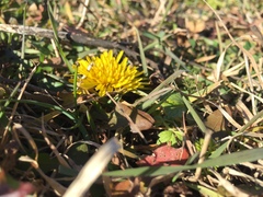 Taraxacum serotinum