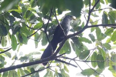 Ceuthmochares aereus aereus