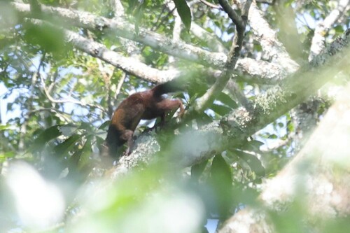Forest Giant Squirrel