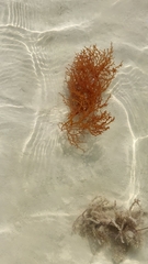 Sargassum fluitans